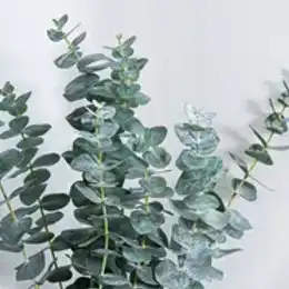 Silvery green eucalyptus leaves