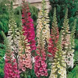 Tall foxglove flower spikes