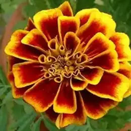 Bright marigold blooms