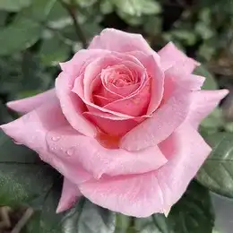 Garden roses in bloom