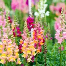 Colourful tall snapdragon flowers