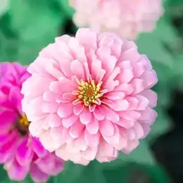 Colourful zinnia flowers